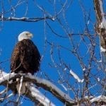 Bald Eagle Days Flying Into Rock Island's QCCA Expo Center This Weekend