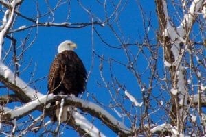 Bald Eagle Days Flies Into Rock Island Today