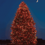 Remembrance Tree Lights Up Friday