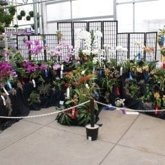 Orchid Society Show In Bloom At Botanical Center
