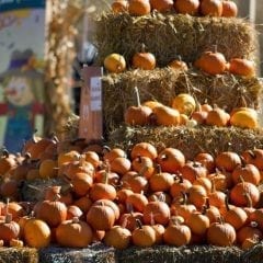 Celebrate with Illinois' Corn Crib Nursery at Family Fall Festival!