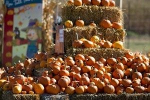 Celebrate with Illinois' Corn Crib Nursery at Family Fall Festival!