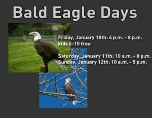 Bald Eagle Days Landing in the Quad Cities