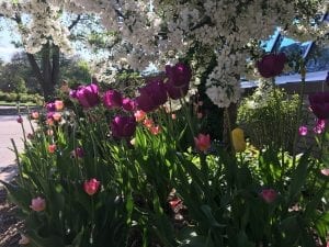 Catch A Glimpse of Vander Veer's Fantastic Plants Exhibit!