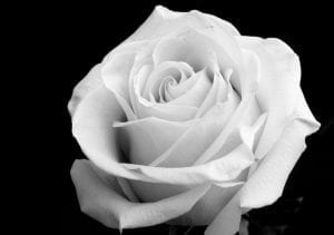 Davenport's German American Heritage Center Offering A White Rose