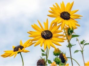 Kindernature Summer Sunflowers Bloom At Botanical Center