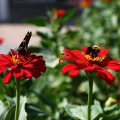 Kick Off Pollinator Week at Vander Veer