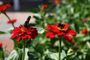 Kick Off Pollinator Week at Vander Veer