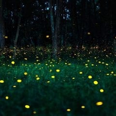 Sunday Funday with Fireflies