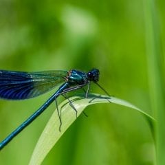 Learn All About Prairie Insects at Nahant Marsh