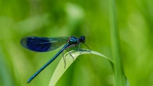 Learn All About Prairie Insects at Nahant Marsh
