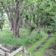 Hike On Down For A Free Guided Hike at Nahant Marsh