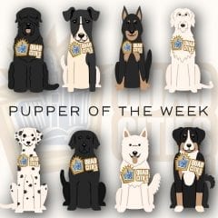 Got A Great Dog? Have Them Featured In Our PUPPER OF THE WEEK!
