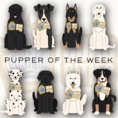 Meet Our Pupper Of The Week: Coda!