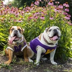 Ray and Rocky Launch Fundraising Effort for Local Animal Shelter