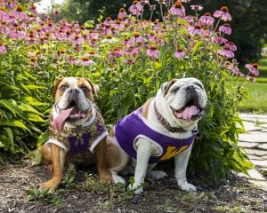 Ray and Rocky Launch Fundraising Effort for Local Animal Shelter