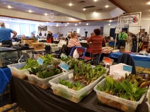 Fish Swap Swimming Into Golden Leaf In Davenport