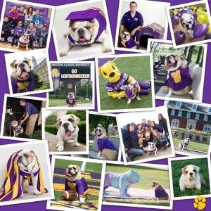 Western Illinois University Students Mourn Beloved Bulldog Mascot