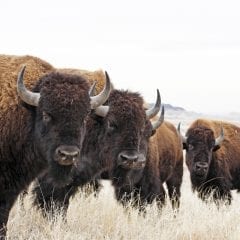 Bison Bridge More Than Half Way Toward Public Support Goal