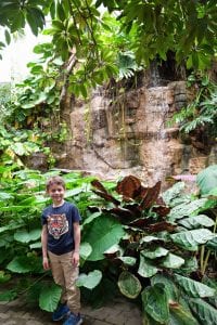 8-Year-Old Davenport Boy Has Colorful Art Exhibit at Botanical Center