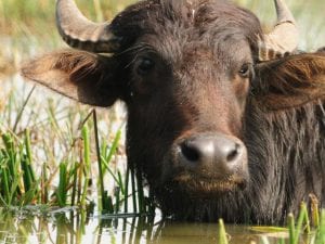 Bison Bridge More Than Half Way Toward Public Support Goal