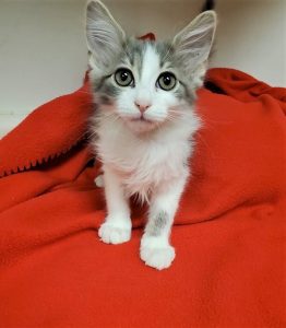 Looking To Adopt A Kitty? Meet Fluffy, The Latest Quad-Cities Pet Of The Week