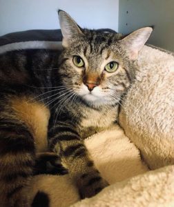 Looking To Adopt A Cat? Meet Our Pet Of The Week, Seeking A New Home!