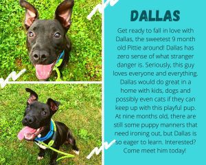 Meet Our Pet Of The Week, Dallas!