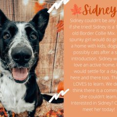 Meet Our New Pet Of The Week... Sidney!