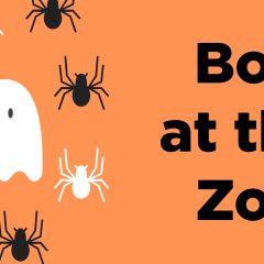 Boo At The Zoo Coming To Coal Valley's Niabi This Weekend