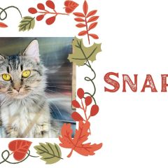The NEW Pet Of The Week Is... Snapcat!