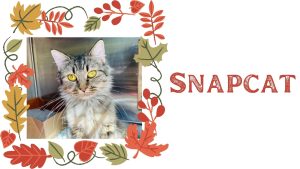 The NEW Pet Of The Week Is... Snapcat!