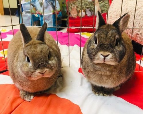 Meet Our Latest Pets Of The Week... Betty Bunny And Mo-Hare!
