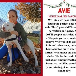 Meet Our Latest Pet Of The Week... Avie!