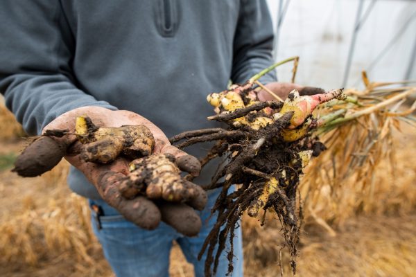 Ginger, Turmeric Harvested as Alternative Research Crops at Western Illinois University