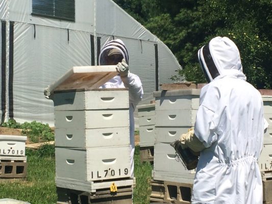 Winter Beekeeping Class Series for Beginners at Nahant Marsh