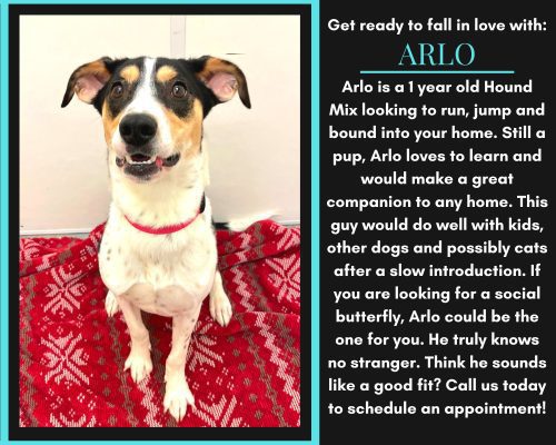 Looking For A New Doggo? Meet Our Pet Of The Week... Arlo!