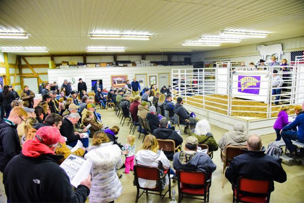 Western Illinois University School of Agriculture Hosts 50th Performance Tested Bull Sale