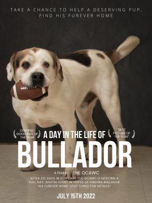 Meet Our New Illinois And Iowa Pet Of The Week... Bullador!