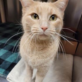 Our Illinois And Iowa Pet Of The Week Is NACHO Average Cat!