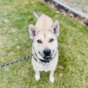 Celebrate National Spay Day Today With Illinois Animal Shelters