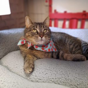 Meet Eggroll, The Illinois And Iowa Pet of the Week!