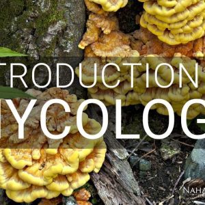 Enjoy a Mycology Class at Nahant Marsh Today