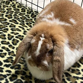 Meet Lola, Some Bunny You'll Love, The Illinois And Iowa Pet Of The Week