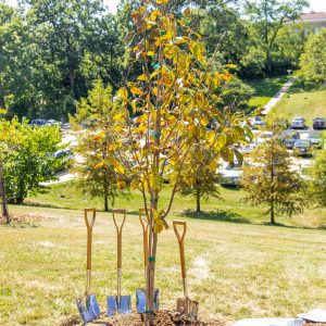 Western Illinois University Employee Memorial Tree Planting Set for April 26