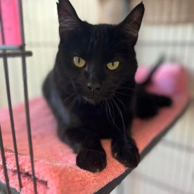 Meet The Illinois And Iowa Pet Of The Week, Salem!
