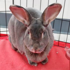 Meet Our Bunny New Illinois And Iowa Pet Of The Week, Sven!