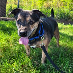 Meet Pebbles, The New Iowa And Illinois Pet Of The Week!