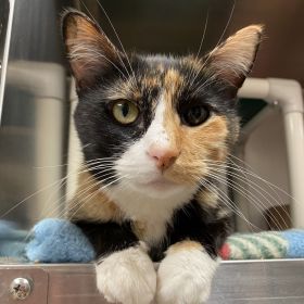 Quad City Animal Welfare Center Offering Drive-Up Pet Vaccines This Month