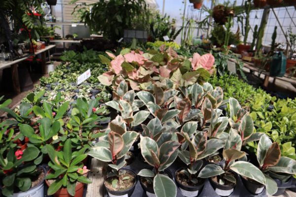 Quad City Botanical Center Hosting Houseplant Sale